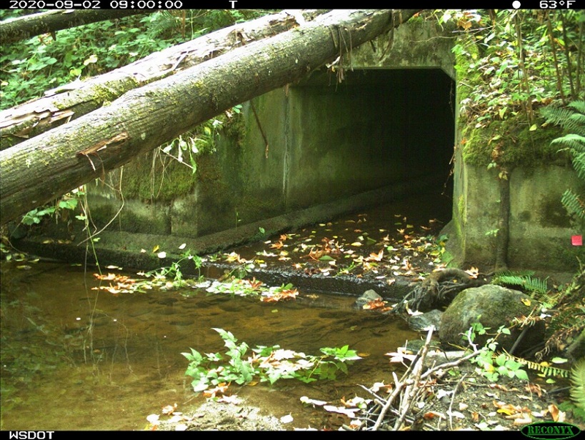 Before: This old 420-feet long, four-feet wide box culvert on Padden Creek was replaced with a fish and wildlife passable structure. Before: This old 420-feet long, four-feet wide box culvert on Padden Creek was replaced with a fish and wildlife passable structure.