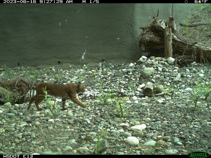 A bobcat, which was documented crossing through the old culvert before construction, returns to use the Padden Creek fish and wildlife crossing structure under I-5. A bobcat, which was documented crossing through the old culvert before construction, returns to use the Padden Creek fish and wildlife crossing structure under I-5.