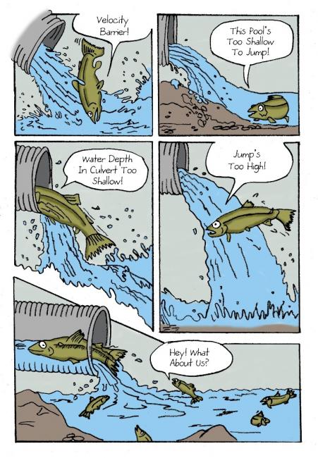 This graphic depicts problems migrating adult salmon and salmonids face when faced with a fish barrier.