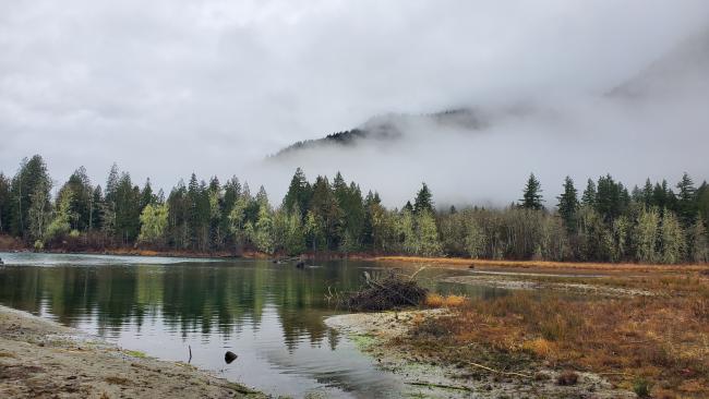 Floodplain habitat in the O'Brian reach across the river from SR 20 that could be potentially enhanced. This property is already in conservation use. December 2019.