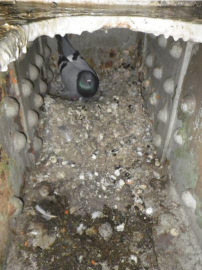 A photo showing a pigeon nesting inside a bridge girder.