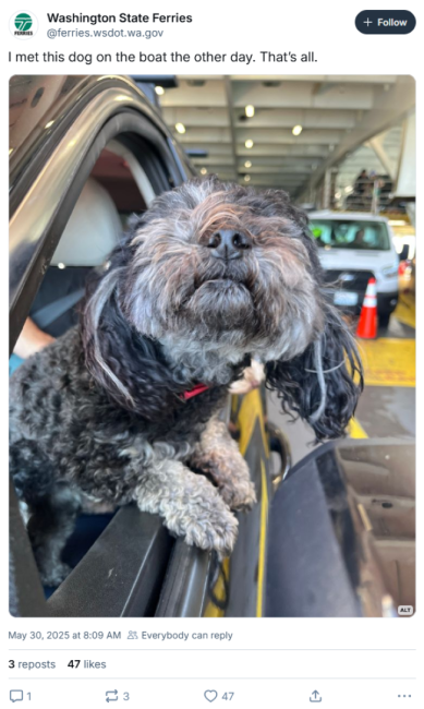 Screenshot of May 30 Washington State Ferries Bluesky post with a photo of a fluffy black and gray dog leaning out of a car window on a ferry and text "I met this dog on the boat the other day. That’s all."