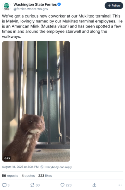 Aug. 18 Washington State Ferries Bluesky video post of a mink standing near metal pipes in an industrial setting and text, "We’ve got a curious new coworker at our Mukilteo terminal! This is Melvin, lovingly named by our Mukilteo terminal employees. He is an American Mink (Mustela vison) and has been spotted a few times in and around the employee stairwell and along the walkways."